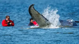 Humpback Whale 'Timmy' Rescued in German Operation