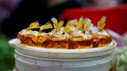 Edible Oil Markets Tense Amid Biodiesel Hopes and Weak Demand