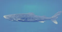 Arctic Immortality: The Greenland Shark's 150-Year Journey to Adulthood