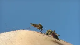Google's Plan to Release 64 Million 'Good' Mosquitoes to Fight Deadly Diseases