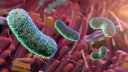 Gut Microbes: The Emerging Secret to Healthy Aging?