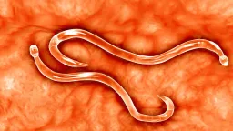 Genetically Modified Hookworms Deliver Life-Saving Antitoxins Inside Living Hosts