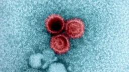 Harvard Study Reveals How Common Viruses Hide in Healthy Bodies