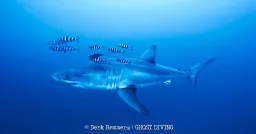 Great White Shark Captured on Rare Underwater Video in the Mediterranean