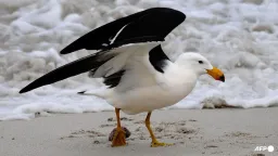 H5 Bird Flu Detected in Australian Seabird for First Time