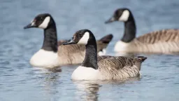 Mass Bird Deaths in New Jersey Spark Avian Flu Concerns, Park Closures