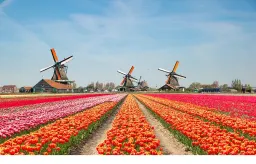 Dutch Liver Cancer Cases Rise Sharply, Driven by Metabolic Disease