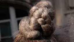 Can Grey Hair Be Prevented or Reversed?
