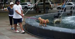 Essential Guide to Protecting Pets During a Heat Wave