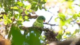 Elusive Blue-fronted Lorikeet Rediscovered on Indonesian Island