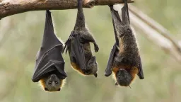 Scientists Film Uganda's Marburg Virus Hotspot: A Glimpse into Zoonotic Spillover