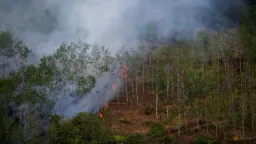 Indonesia’s Forest Loss Surges 66% in 2025 Amid Prabowo’s Self-Sufficiency Push