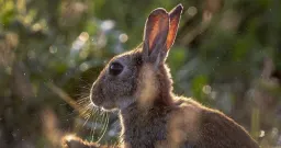 Calgary Man Sentenced to 8 Years for ‘Vile’ Rabbit Killings