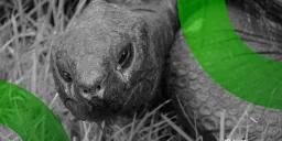 Solana Meme Coin Tied to Hoax Death of 193-Year-Old Tortoise Jonathan