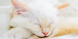 AI Photo Matching Reunites Ohio Family with Kitten After Highway Ordeal