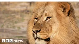 Lion DNA Breakthrough: First Poacher Conviction Secured