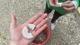 DIY 'Mosquito Death Bucket' Offers Effective Yard Pest Control