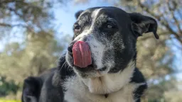 Dog Gut Microbes May Predict Cancer Treatment Success