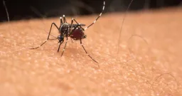 Edmonton Faces Mosquito Surge After Recent Rainfall