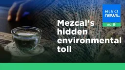 Mezcal Boom's Environmental Toll: Oaxaca's Forests Vanish for Agave