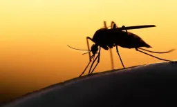 Malaria in Pregnancy Fuels Maternal Anemia Crisis Across Africa