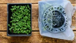 Montreal Farm Recalls Broccoli Microgreens Over E. Coli Fears