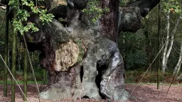 Sherwood Forest’s Legendary Major Oak Declared Dead After 1,200 Years
