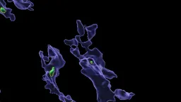 Microplastics Clog Immune Cells, Disrupting Body's Defenses