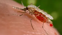 New Protein Discovery Offers Powerful New Weapon Against Malaria