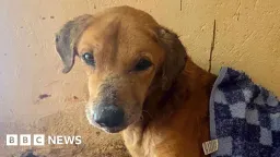 BBC Uncovers Ugandan Dog Rescue Scam Preying on Animal Lovers