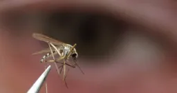 BC Health Agencies Expand Mosquito Surveillance to North Shore Amid Climate Risks