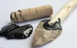 Neanderthals Used Birch Tar as Natural Antiseptic, Study Shows