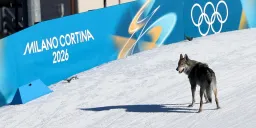 Olympic Cross-Country Race Interrupted by Escaped Wolfdog
