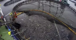 Cooke Inc. Secures $225M Deal to Dominate Canadian Salmon Farming