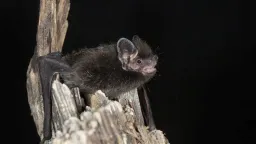 Ontario Child Dies in First Local Rabies Case in Decades
