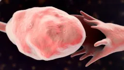 Mouse Study Reveals Ovaries Age Years Before Menopause
