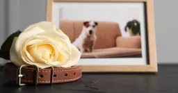 Pet Grief: The Unfiltered Love and 7 Attachment Pathways