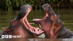 Billionaire's Son Offers Sanctuary for Escobar's Infamous Hippos