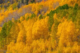 World's Largest Organism, a 14,000-Year-Old Aspen Colony, Is Being Eaten to Death