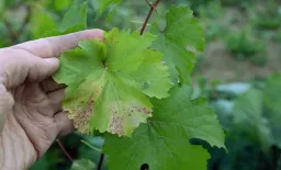 Persistent Alternaria Allergy Drives Asthma, Rhinitis from Childhood to Adulthood