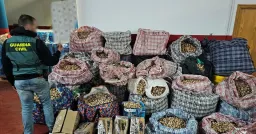 Opium Poppy Ring Busted: Three Arrested in Spain for U.S. Drug Smuggling