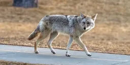 Lethal 'Fox Tapeworm' Detected in West Coast Wildlife For First Time