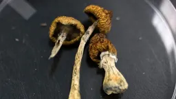 Psilocybin Shows Promising Effects on Alzheimer’s Patient in Brazil