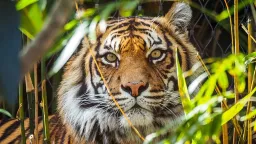 Global Green Wins: Wildlife, Renewables, and Climate Solutions Shine in 2026