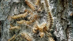 Poisonous Caterpillars Plague Berlin, Trapping Seniors Indoors