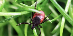 Rare Powassan Virus Cases Hit Record High as Experts Warn of Rapid Transmission
