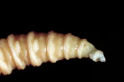 Flesh-Eating Screwworm Threat Resurfaces in South Texas