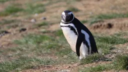 Penguins Reveal Widespread 'Forever Chemical' Contamination in Remote Regions