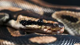 Python Blood Metabolite Shows Promise for Weight Loss
