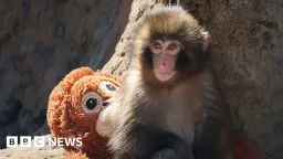 US Tourists Arrested at Japanese Zoo Over Stunt in Famed Monkey Enclosure